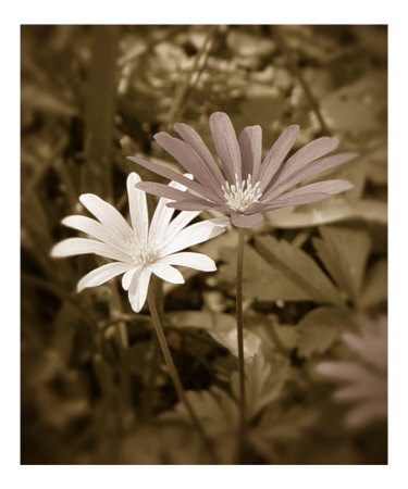 Daisy 2 Photographic Print Daisy 2 Photographic Print