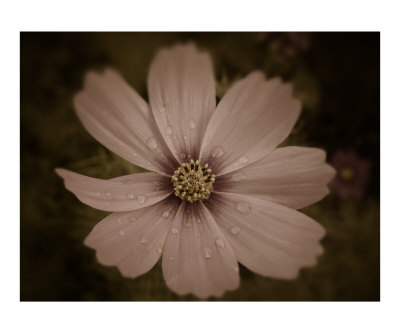 Daisy Photographic Print Daisy Photographic Print