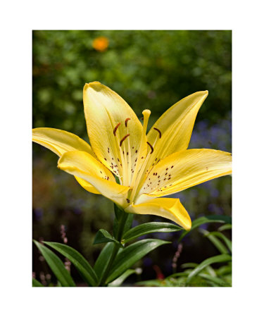 Day Lily Photographic Print Day Lily Photographic Print