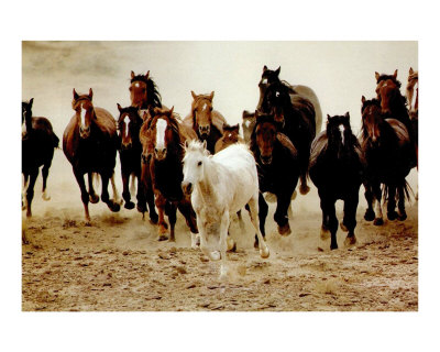 black and white pictures of horses running. Horses Running Photographic