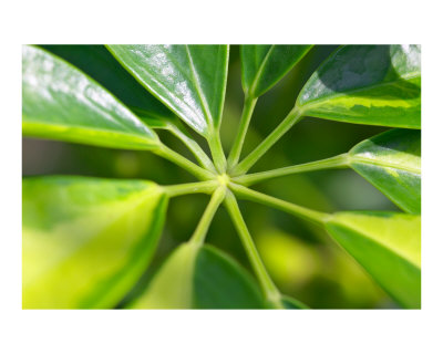 Green Leaves Macro Photographic Print Green Leaves Macro Photographic Print