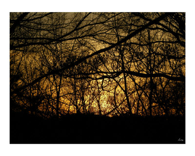 Golden Forest Photographic Print Golden Forest Photographic Print