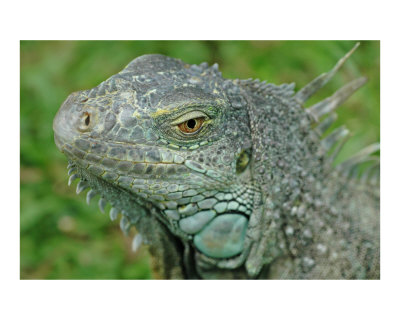 Green Iguana Other Green Iguana Other
