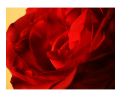 Red Rose Photographic Print Red Rose Photographic Print