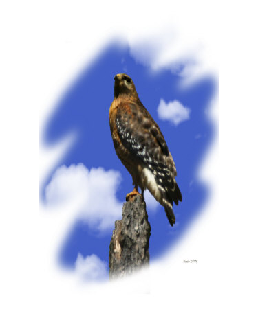 Magnificent Hawk Other Magnificent Hawk Other