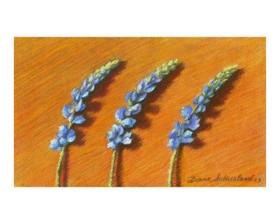 Lupine Giclee Print Lupine Giclee Print