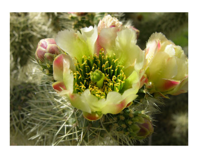 Prickly Pear Other Prickly Pear Other