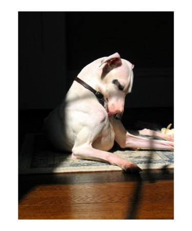 Lucky Charm Photographic Print Lucky Charm Photographic Print