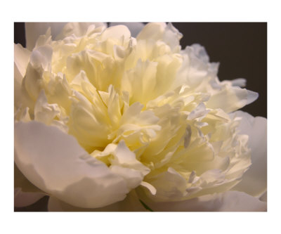 White Peony Other White Peony Other