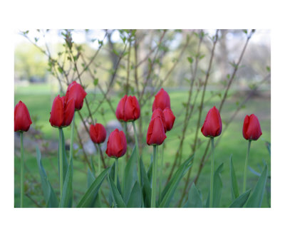 Tulips in Spring Photographic Print Tulips in Spring Photographic Print