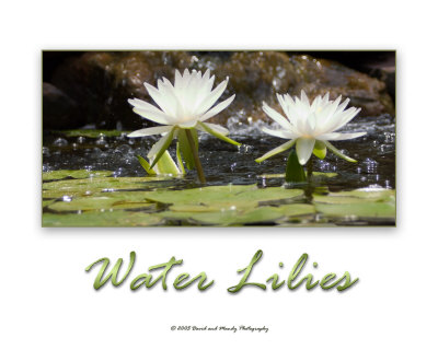Water Lilies Photographic Print Water Lilies Photographic Print