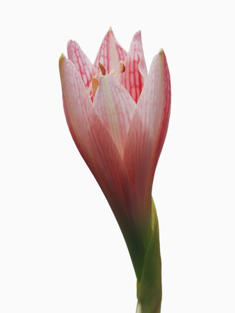 Pink Crocus Stretched Canvas Print
