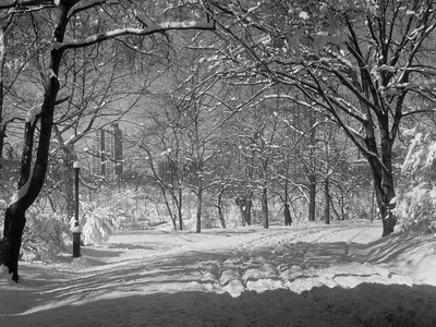 Central Park in Winter Stretched Canvas Print