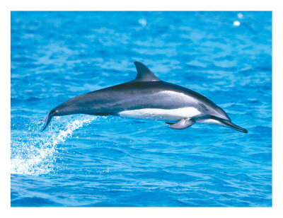 Hawaiian Spinner Dolphins Giclee Print Hawaiian Spinner Dolphins Giclee Print