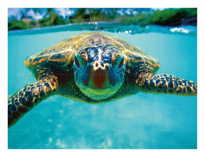 Honu, Hawaiian Sea Turtle Giclee Print Honu, Hawaiian Sea Turtle Giclee Print