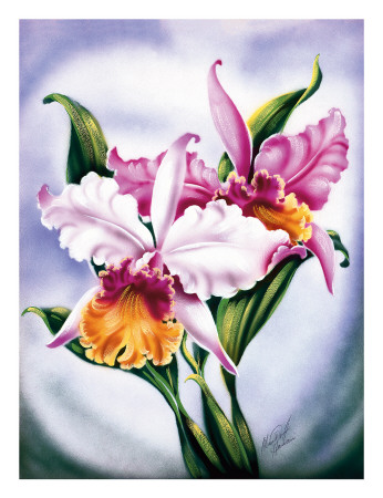 Hawaiian Pink Orchid, c.1940s Giclee Print Hawaiian Pink Orchid, c.1940s Giclee Print