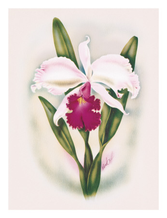 Hawaiian Cattleya Orchid Giclee Print Hawaiian Cattleya Orchid Giclee Print