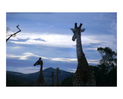 Giraffes at dusk Photographic Print Giraffes at dusk Photographic Print