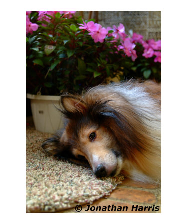 Charlie #869 Giclee Print Charlie #869 Giclee Print