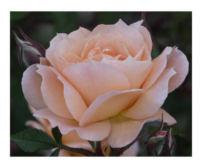 Rose 101 Photographic Print Rose 101 Photographic Print