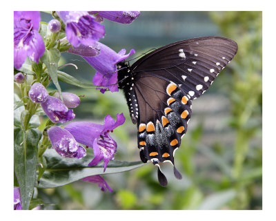 Butterfly 322 Photographic Print Butterfly 322 Photographic Print