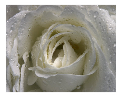 Rose 121 Photographic Print Rose 121 Photographic Print