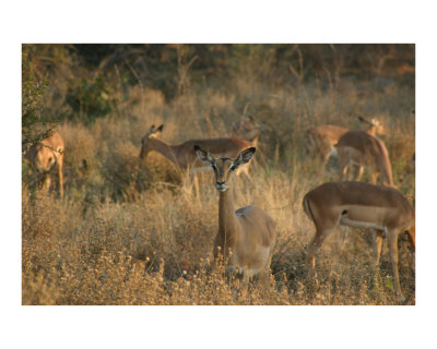 Impalas Photographic Print Impalas Photographic Print