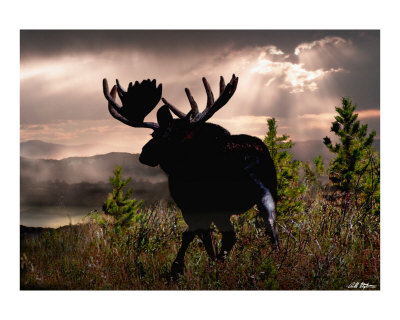 Bullwinkle Giclee Print Bullwinkle Giclee Print