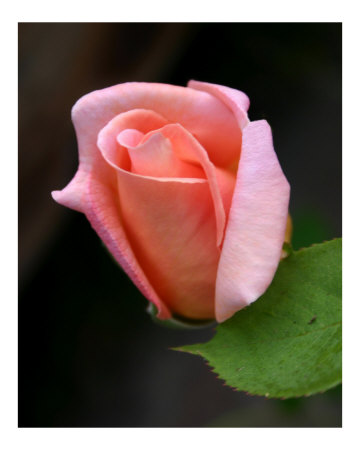 Rose 119 Photographic Print Rose 119 Photographic Print
