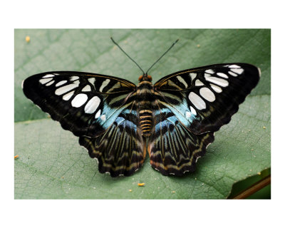 Brown Butterfly Photographic Print Brown Butterfly Photographic Print