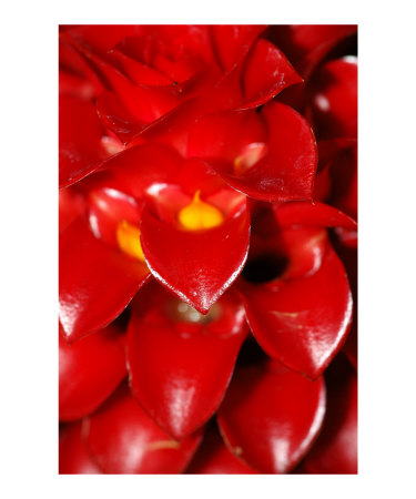 Red Peddles Photographic Print Red Peddles Photographic Print