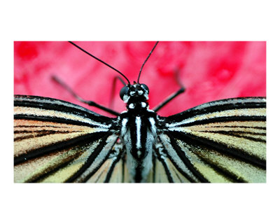 Butterfly in Pink Photographic Print Butterfly in Pink Photographic Print