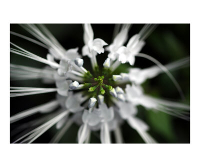 White Center Photographic Print White Center Photographic Print