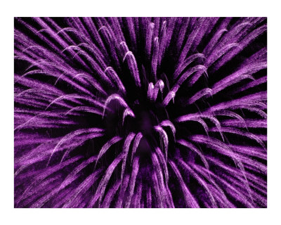 Violet Fire Works Photographic Print Violet Fire Works Photographic Print