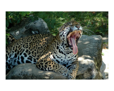 Leapard Yawning Photographic Print Leapard Yawning Photographic Print