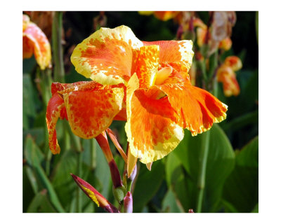 Hawaiian Orchid Photographic Print Hawaiian Orchid Photographic Print