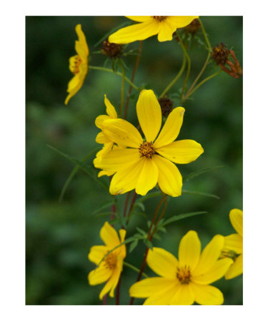 Yellow Wildflower Photographic Print Yellow Wildflower Photographic Print