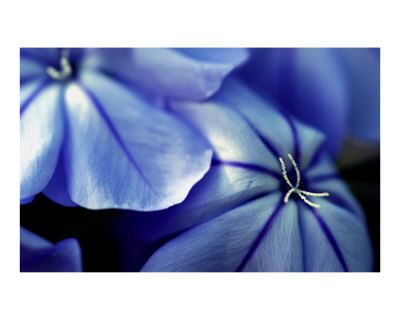 Blue Photographic Print Blue Photographic Print