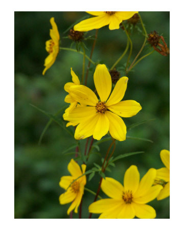 Yellow Wildflower Photographic Print Yellow Wildflower Photographic Print