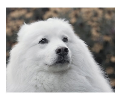 Samoyed Portrait Photographic Print Samoyed Portrait Photographic Print