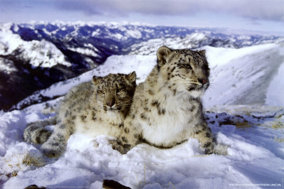 Snow Leopards Poster Snow Leopards Poster