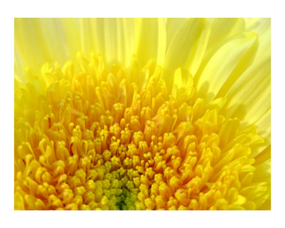Yellow Mum Photographic Print Yellow Mum Photographic Print