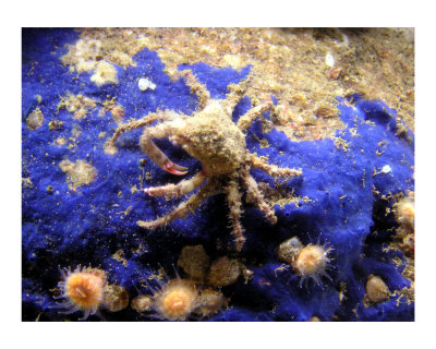 Crab Giclee Print Crab Giclee Print