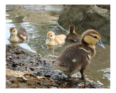 Baby Ducks Photographic Print Baby Ducks Photographic Print