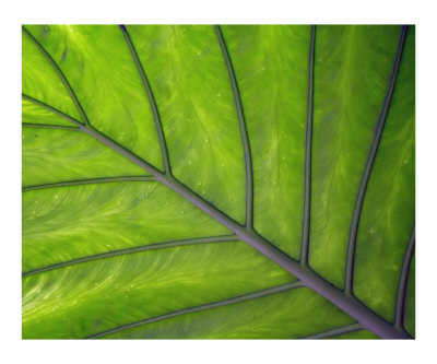 Giant Leaf Photographic Print Giant Leaf Photographic Print