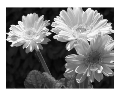 Shasta Daisies Photographic Print Shasta Daisies Photographic Print