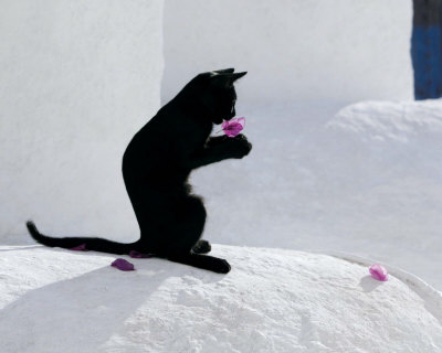 Cat and Flower Print Cat and Flower Print