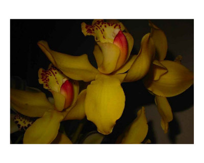 Those Orchids Photographic Print Those Orchids Photographic Print