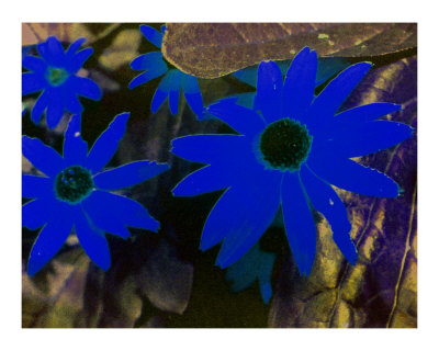 Blue Flowers Photographic Print Blue Flowers Photographic Print