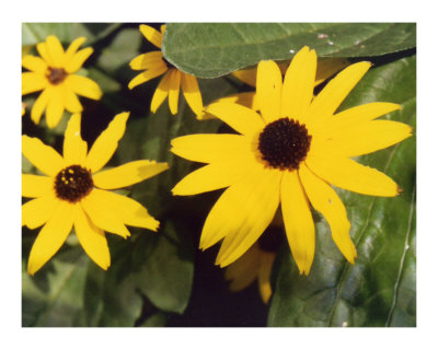 Yellow Flower Photographic Print Yellow Flower Photographic Print